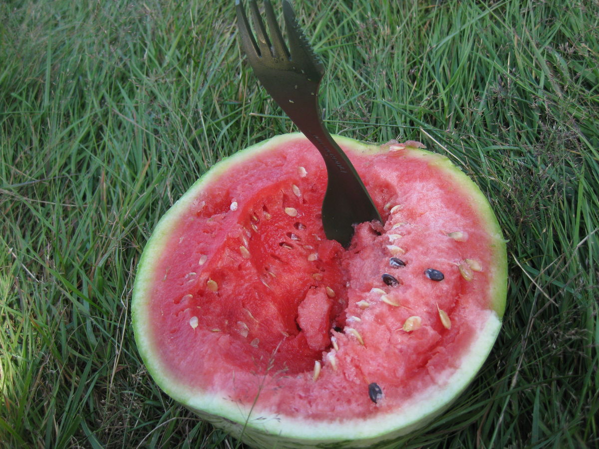 Gaffel i saftig og sød vandmelon.