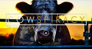Cowspiracy 2014 dokumentar om politik, miljø, penge og korruption. En ko står bag et hegn med ryggen mod solnedgangen. Cowspiracy - The Sustainability Secret