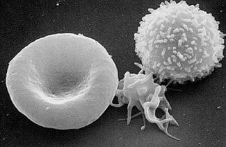 En rød og en hvid blodcelle En rød og en hvid blodcelle - kilde: http://commons.wikimedia.org/wiki/File:Red_White_Blood_cells.jpg