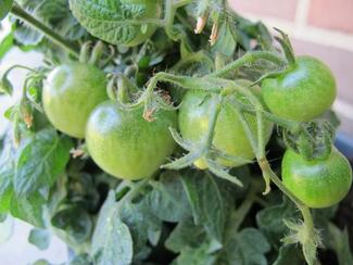 Umodne tomater på tomatplante