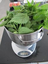 Brændenælder vejes i dørslag