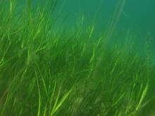 Undervandsgræs i havvand Undervandsgræs i havvand