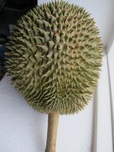 Durian i vindueskarm