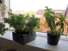 Urter i vindeuskarmen.