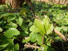Skvalderkål i skovbunden.