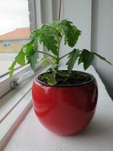 Spæd tomatplante Billede af tomatplante i en potte