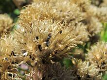 Frø og blomst Frø og blomst