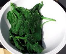 Brændenælder til brændenældete Brændenælder til brændenældete