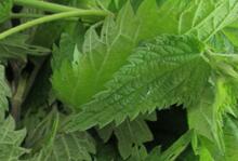 Billede af brændenældetopskud