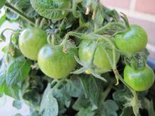 Umodne tomater på tomatplante